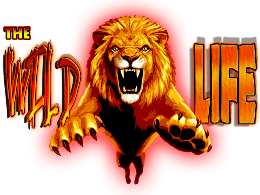 Link-3_WildLife logo w lion